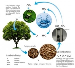 Ciclo ecologico